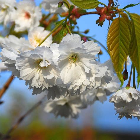 Prunus 'Shogetsu' (Japanese Flowering Cherry)